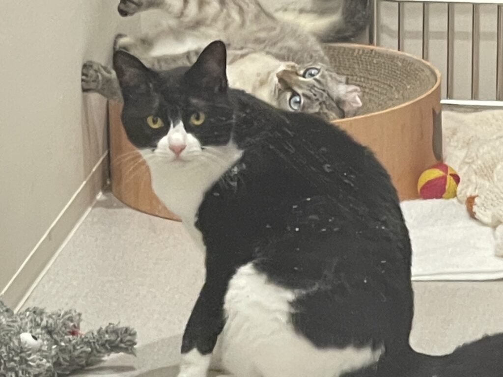 こちらを見ている白黒猫