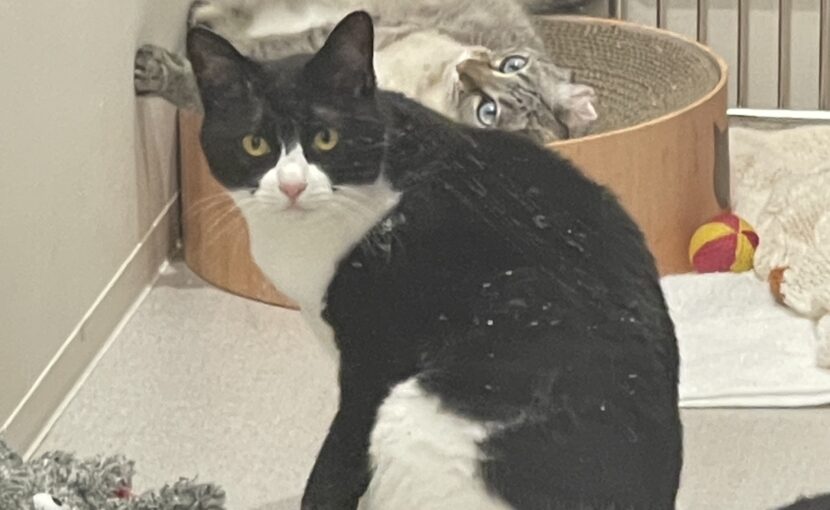 こちらを見ている白黒猫