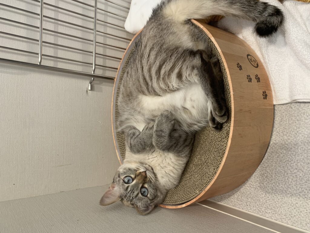 爪研ぎの上で寝ている猫