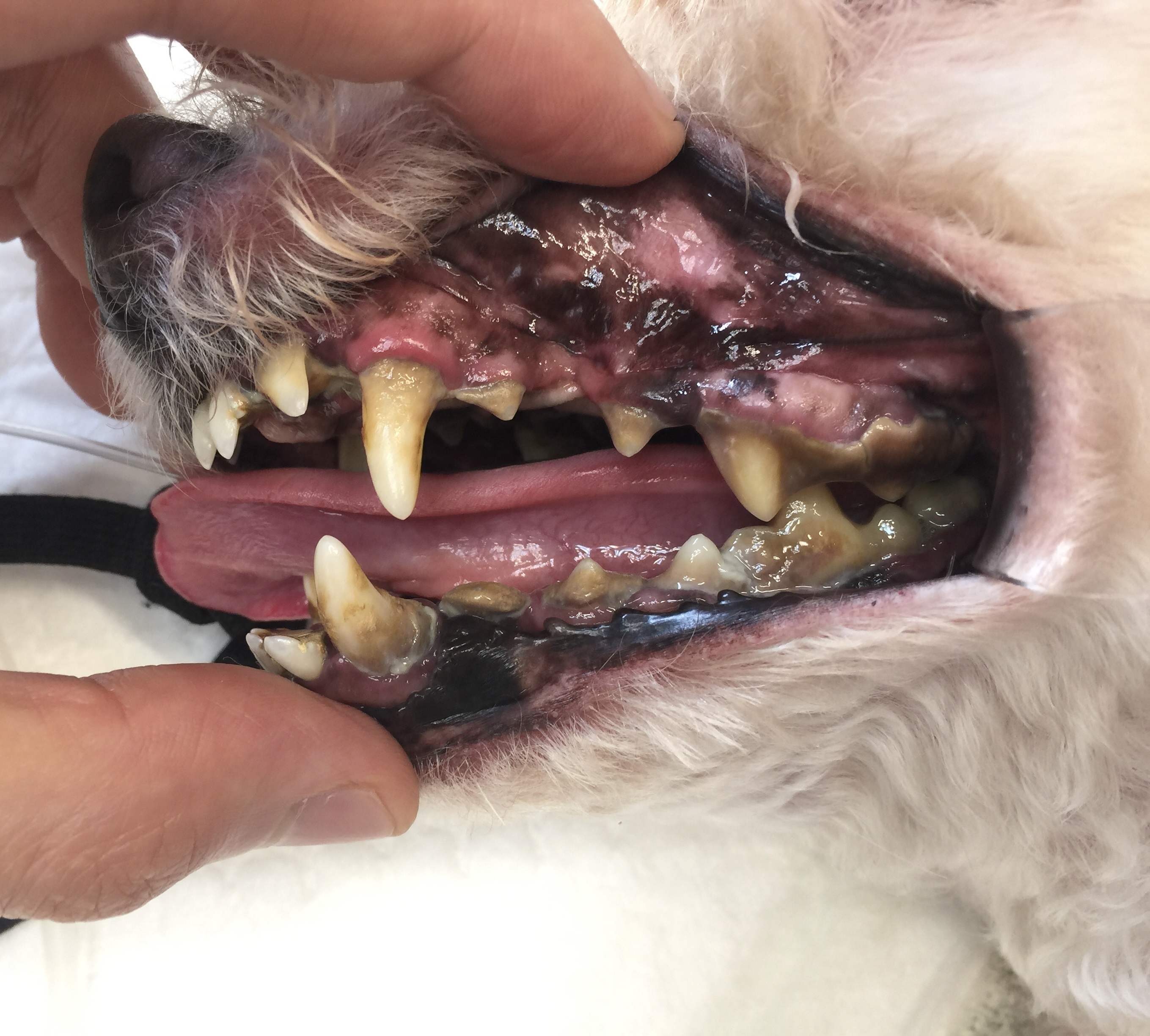 歯石が溜まっている犬の口