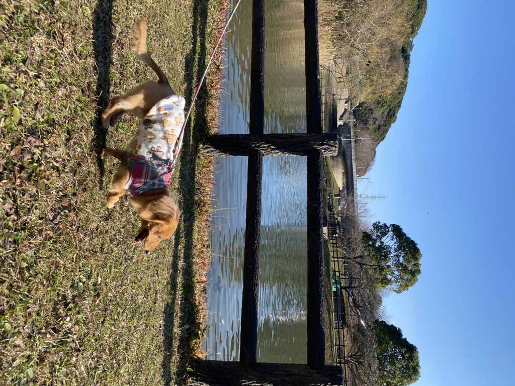 川沿いを歩くミニチュアダックスフンド