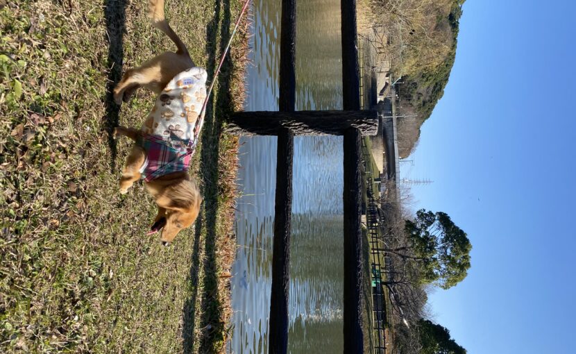 川沿いを歩くミニチュアダックスフンド