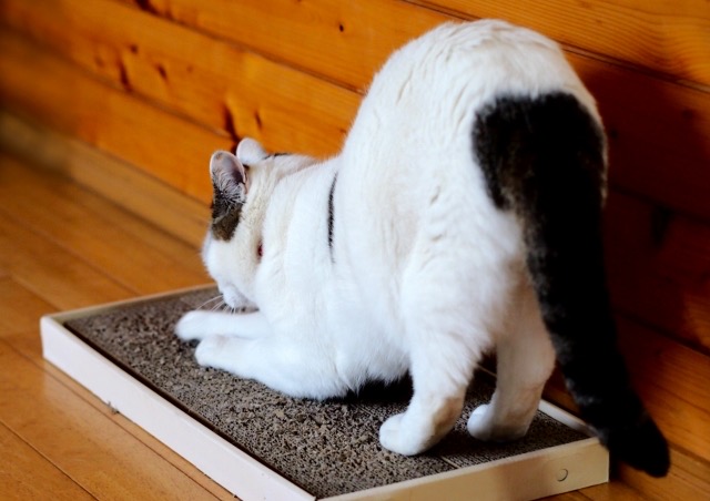 爪を研いでいる猫