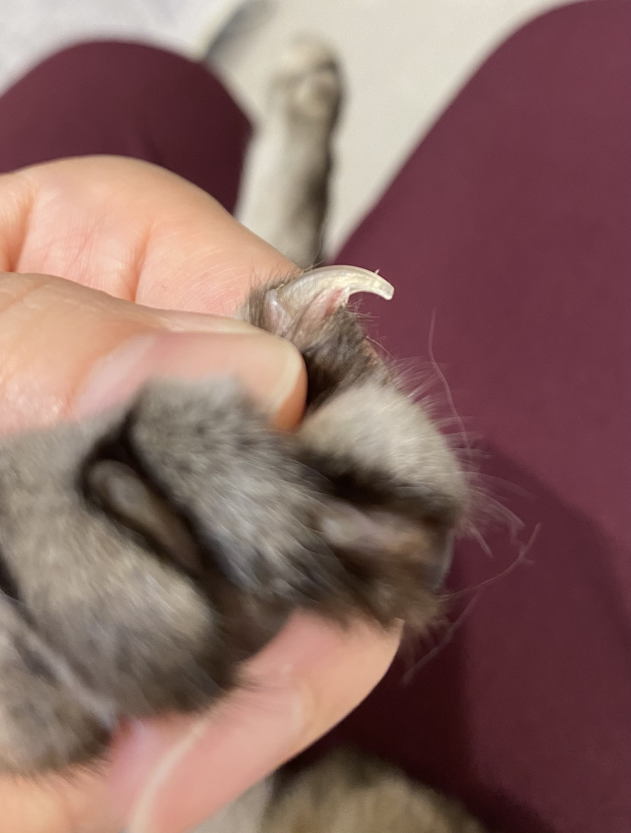 爪研ぎされている爪