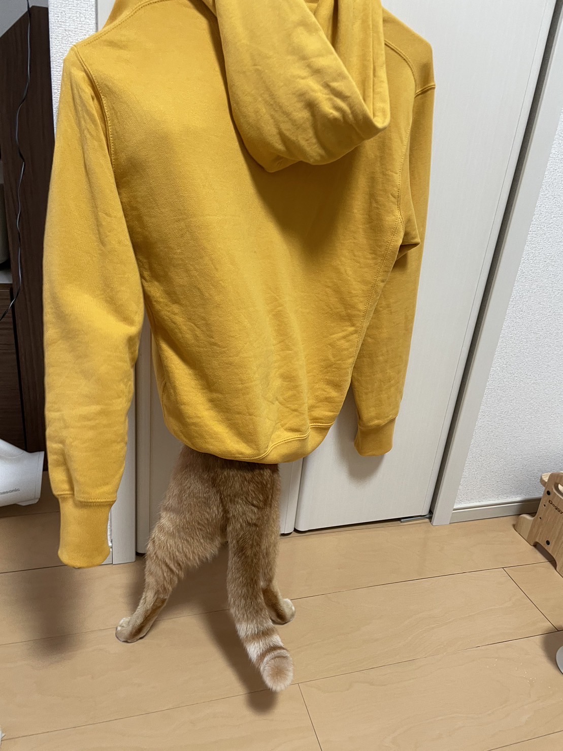 黄色いパーカーに入っている猫