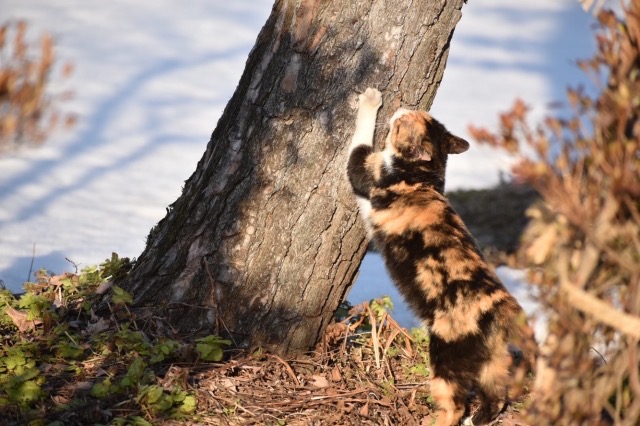 木で爪を研いでいる猫