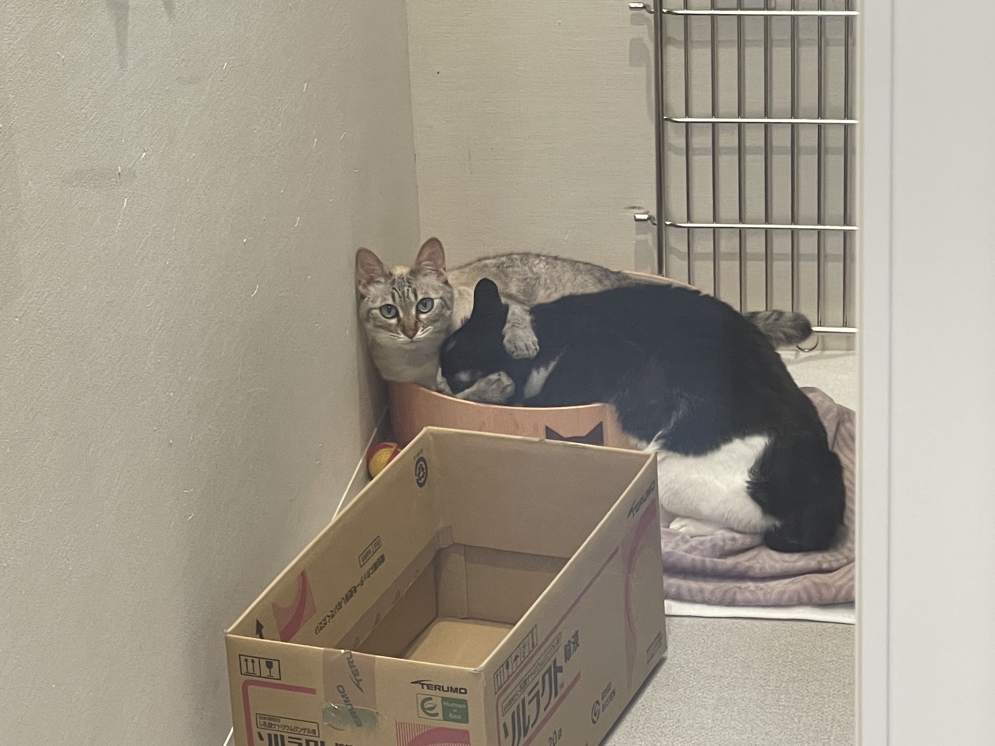 抱きしめられている猫