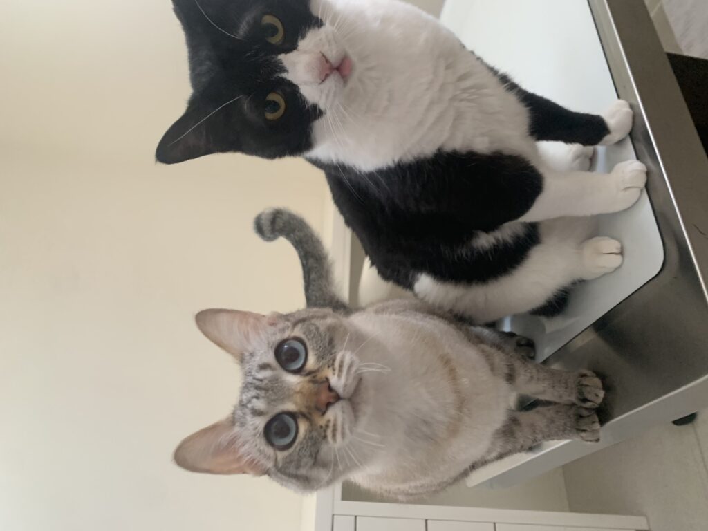 こちらを見ている2匹の猫