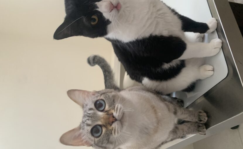 こちらを見ている2匹の猫