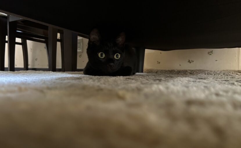 こちらを見ている黒猫