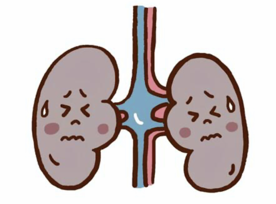 腎臓病の腎臓