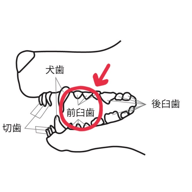 犬の歯の図