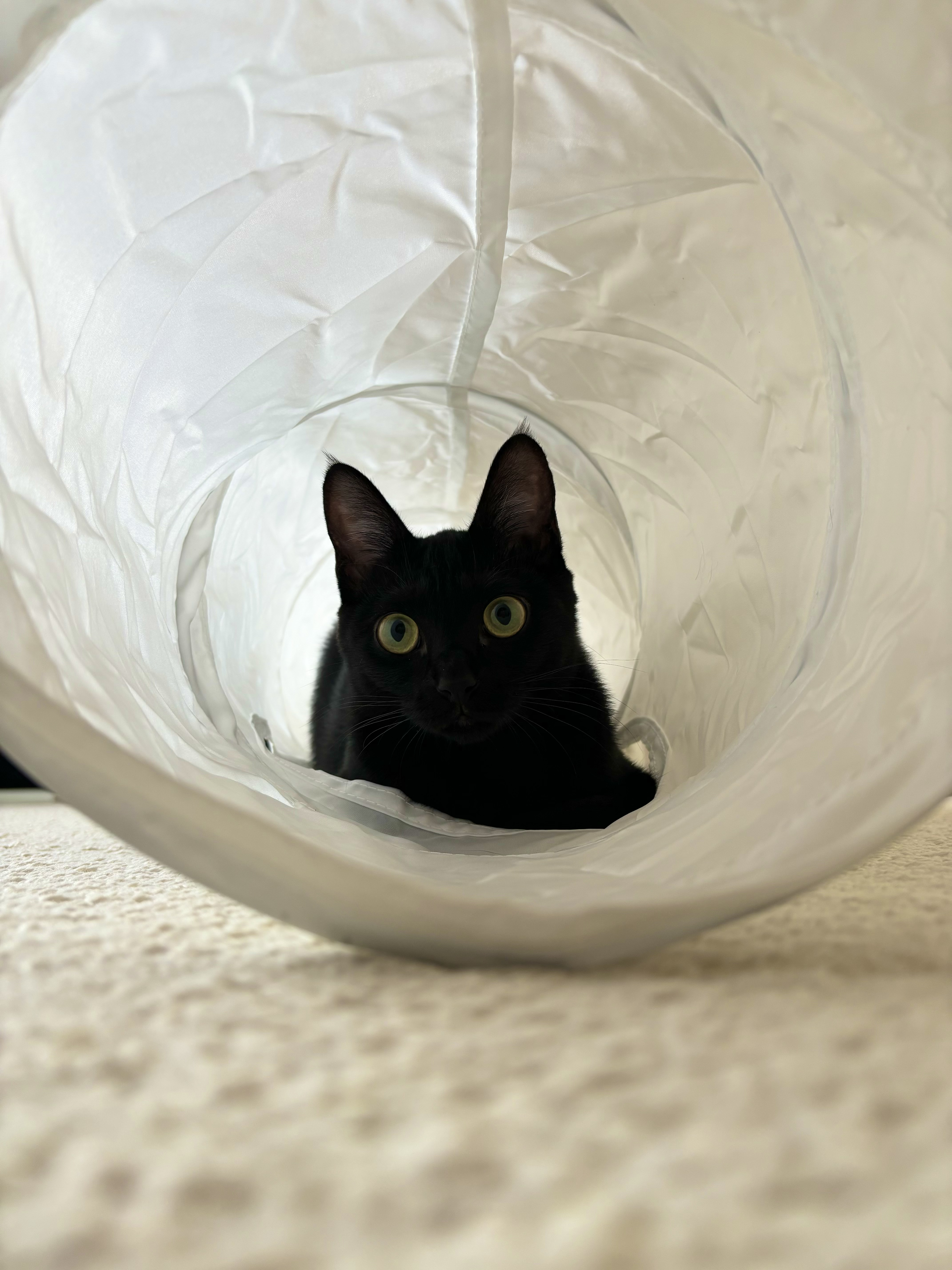 こちらを見ている黒猫