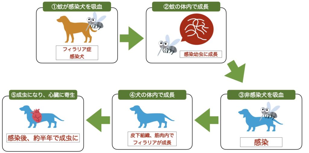 フィラリアの感染経路