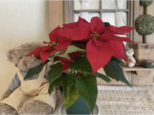 ポインセチア