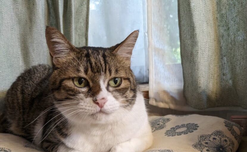 くつろいでいるキジトラ猫