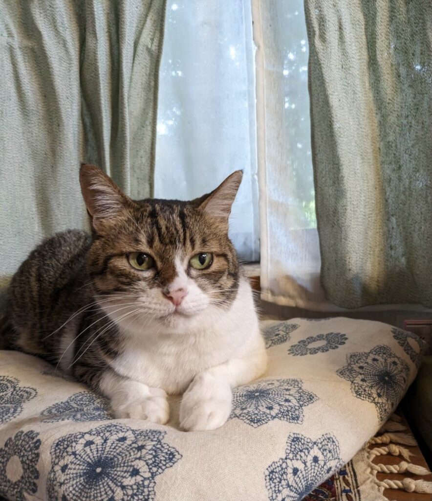 くつろいでいるキジトラ猫