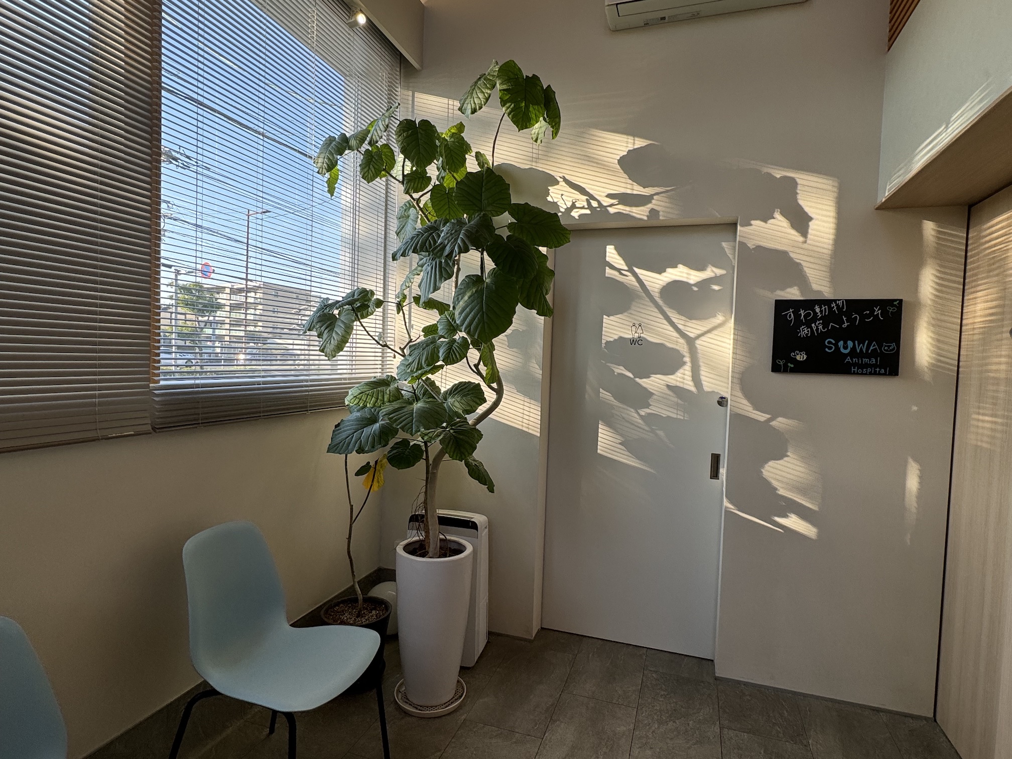 日差しの入っている動物病院