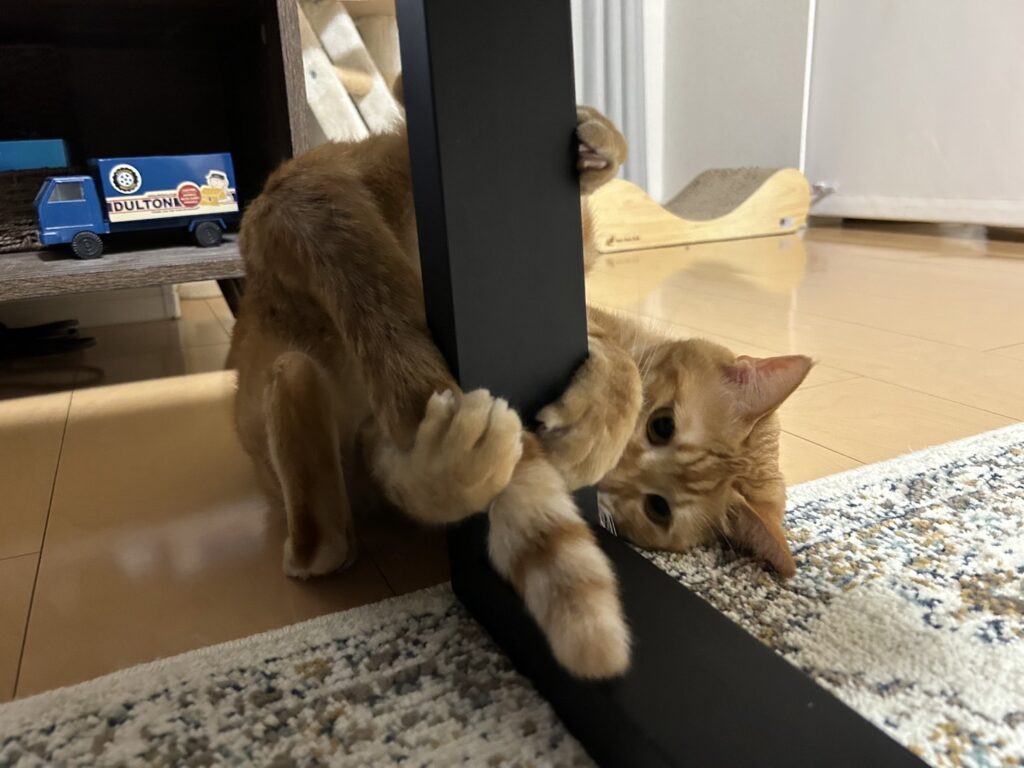 尻尾で遊んでいる猫