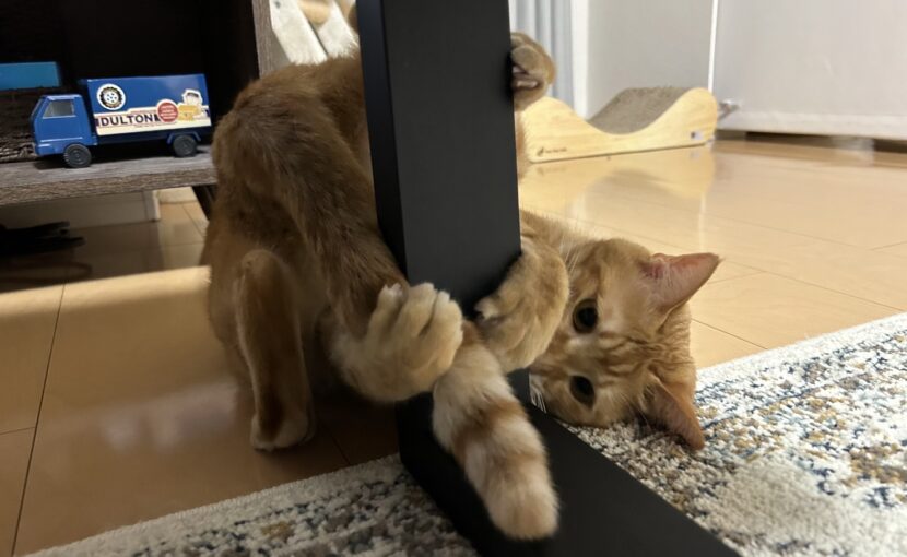 尻尾で遊んでいる猫