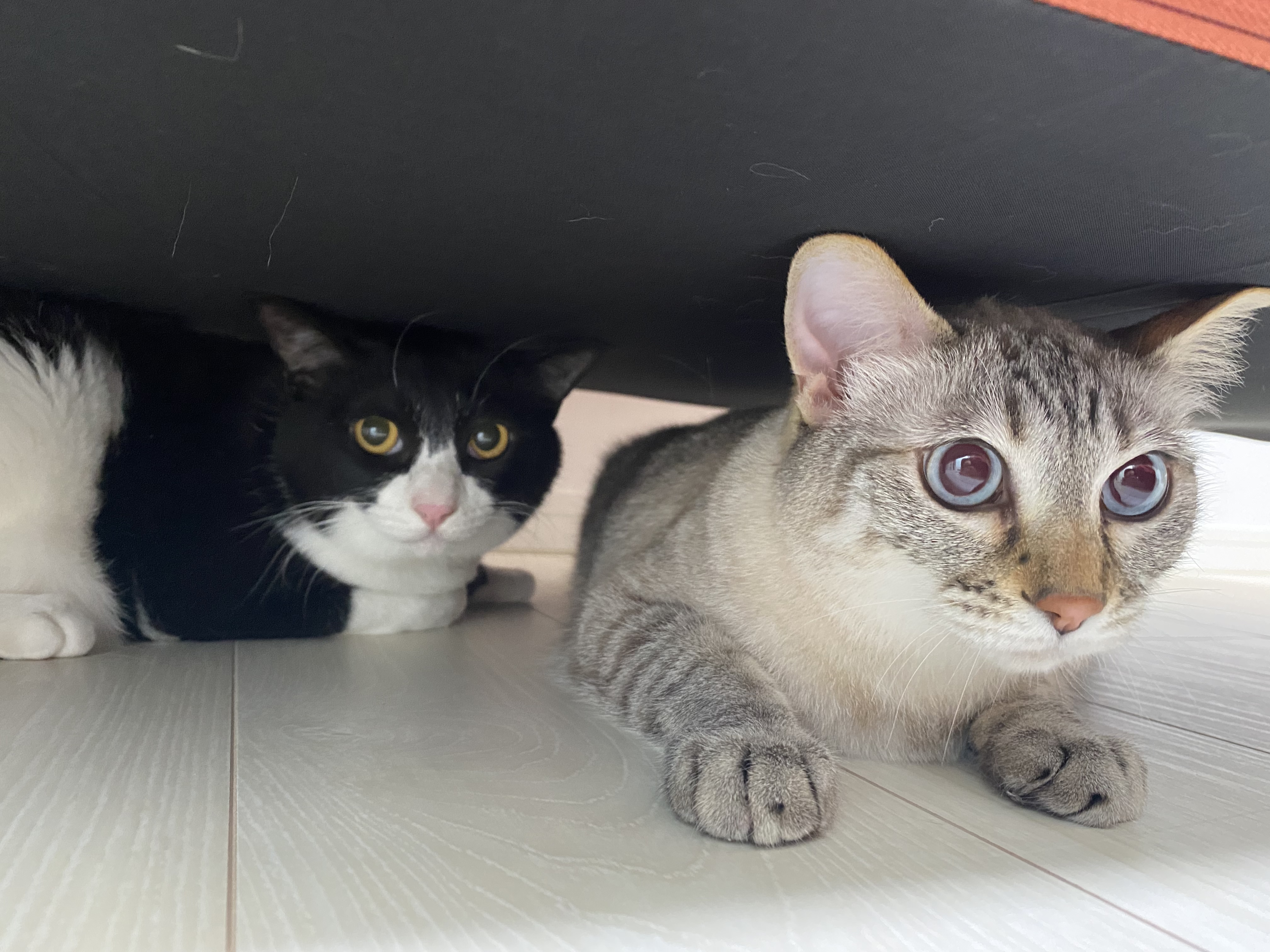 ソファの下にいる猫2匹