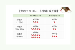 犬のチョコレート中毒の致死量