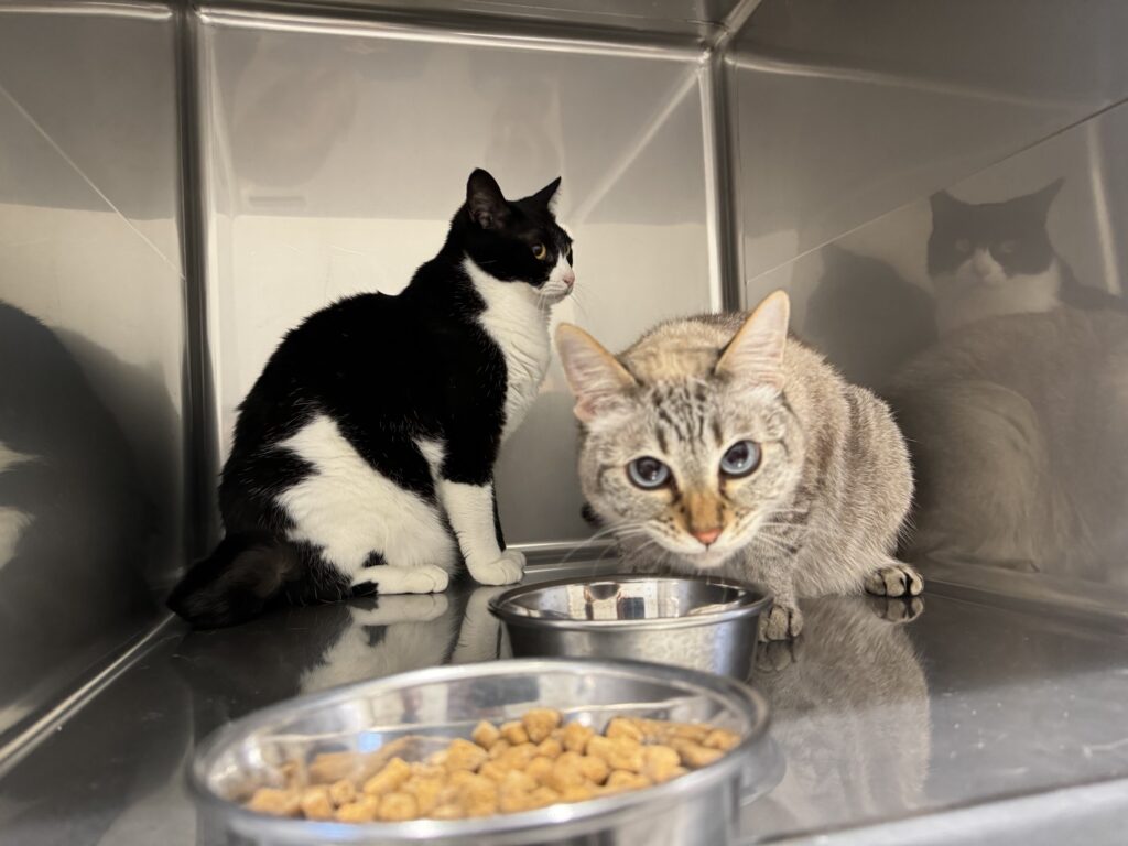 フードを食べている猫