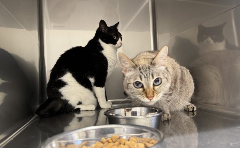 フードを食べている猫