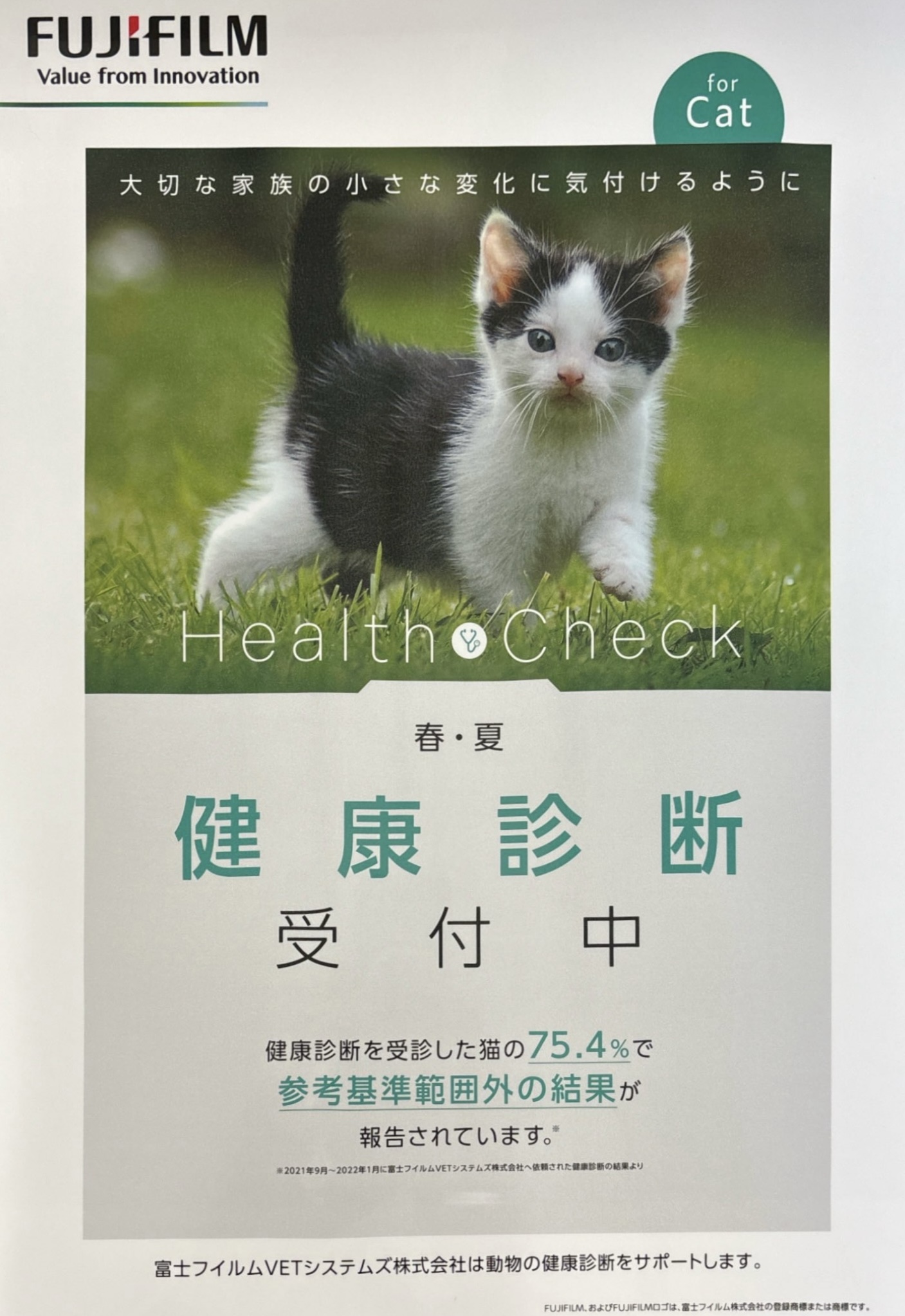 春夏猫の健康診断受付中