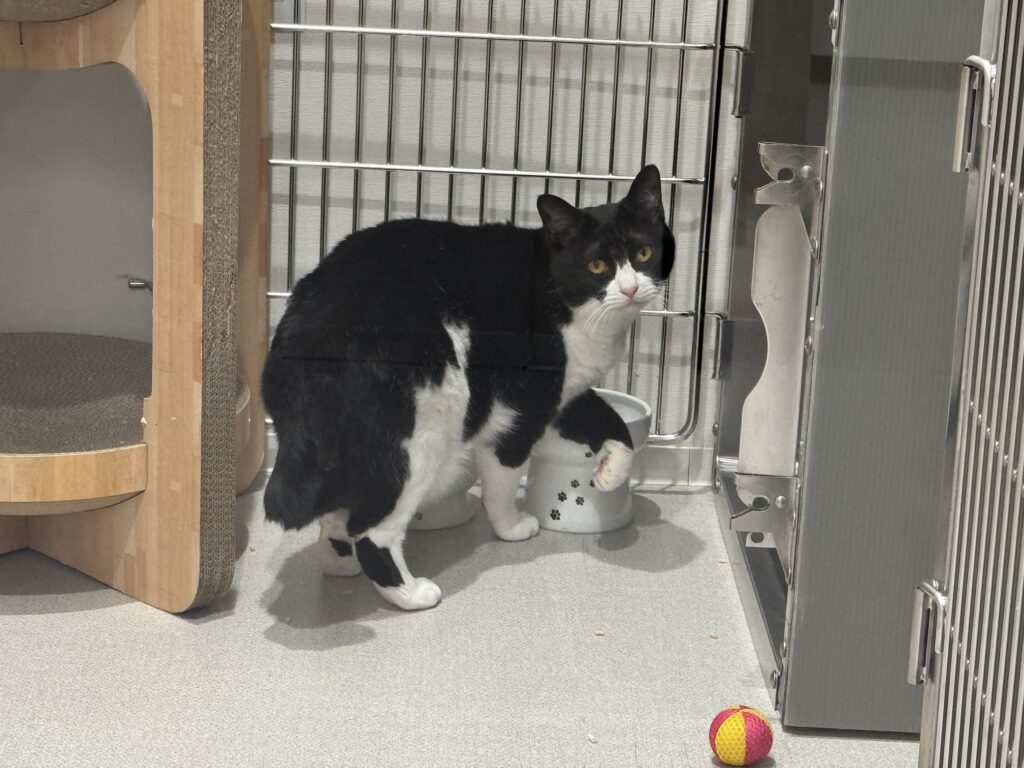 ケージの前にいる白黒猫