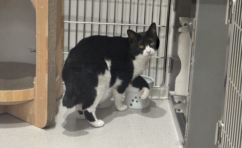 ケージの前にいる白黒猫