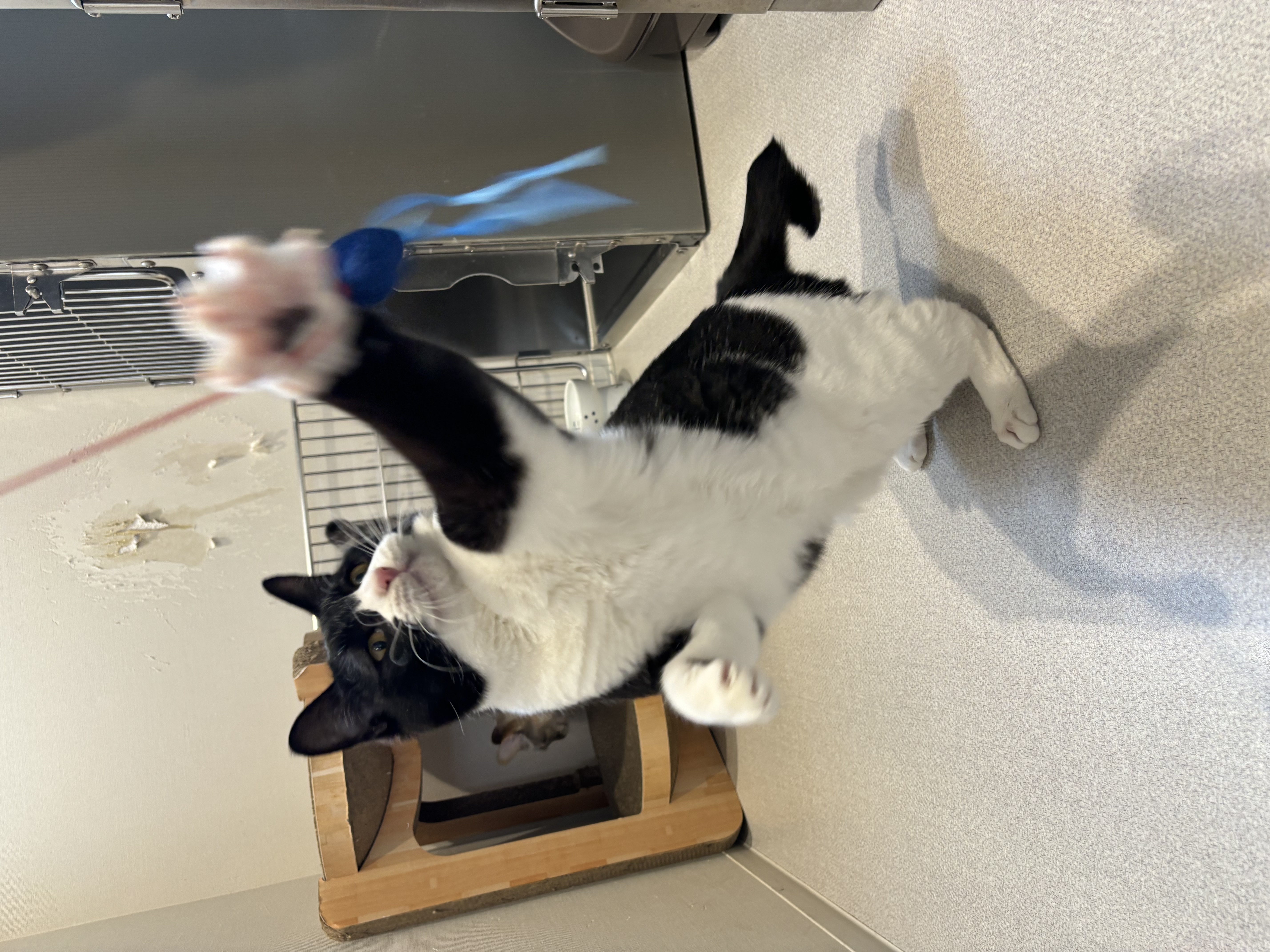 おもちゃで遊んでいる猫