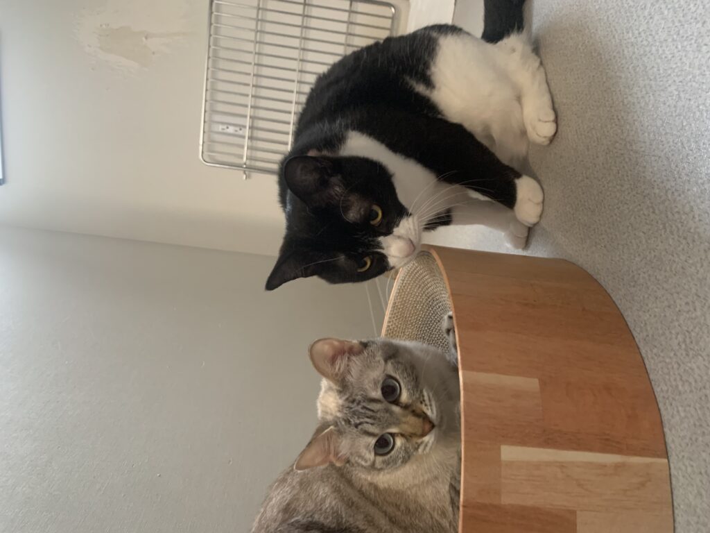 爪研ぎの近くにいる猫2匹
