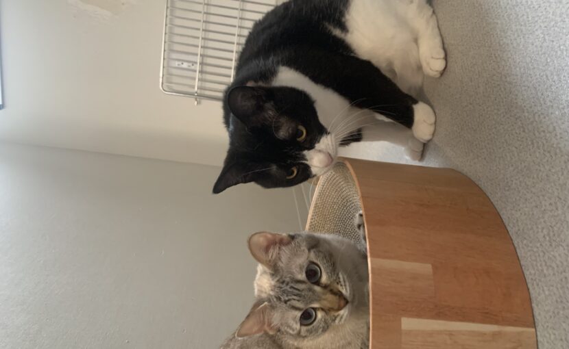 爪研ぎの近くにいる猫2匹