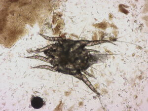 ミミヒゼンダニ