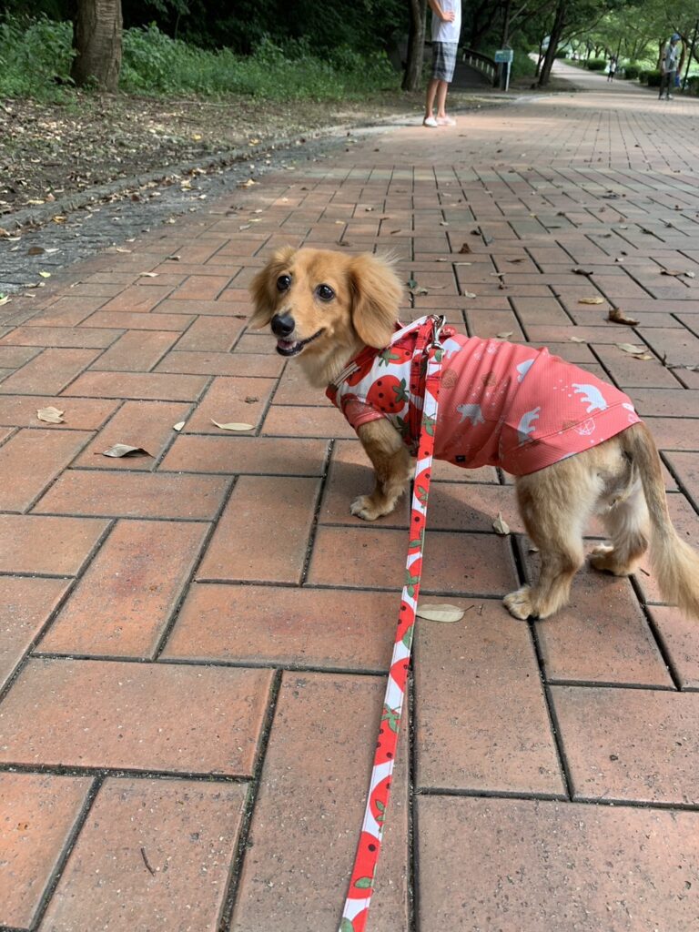 散歩しているミニチュアダックスフンド