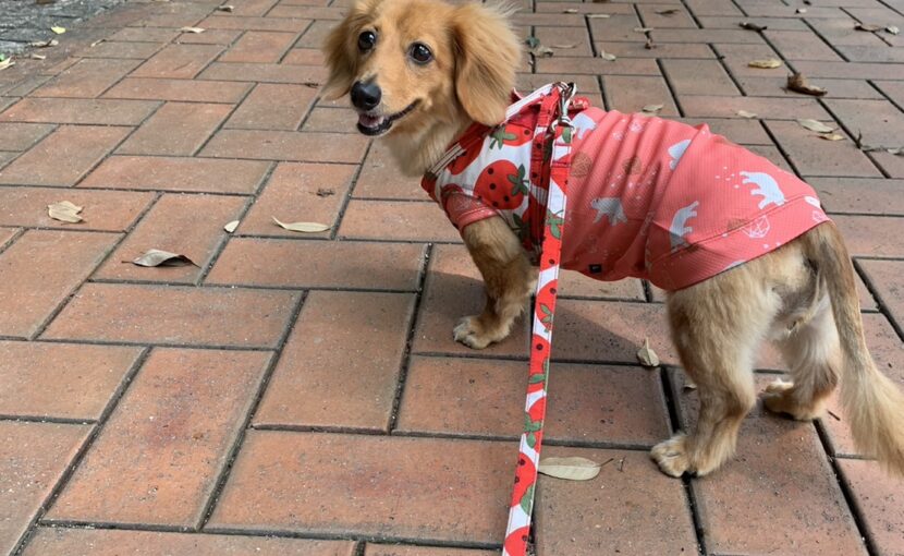 散歩しているミニチュアダックスフンド