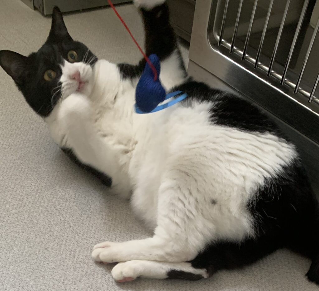 おもちゃで遊ぶ白黒猫