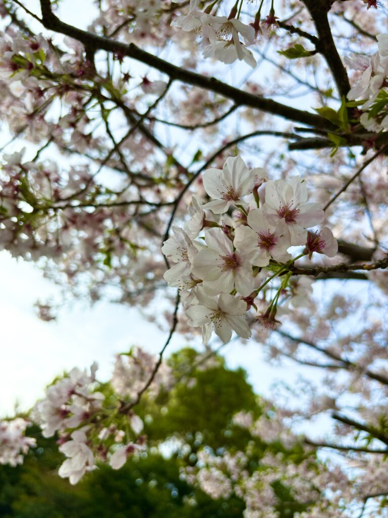 桜