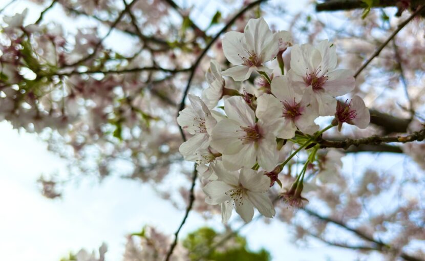 桜