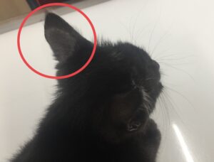 皮膚糸状菌症の猫の耳