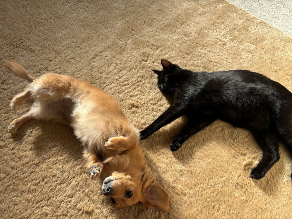 黒猫とミニチュアダックスフンド