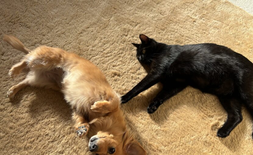 黒猫とミニチュアダックスフンド