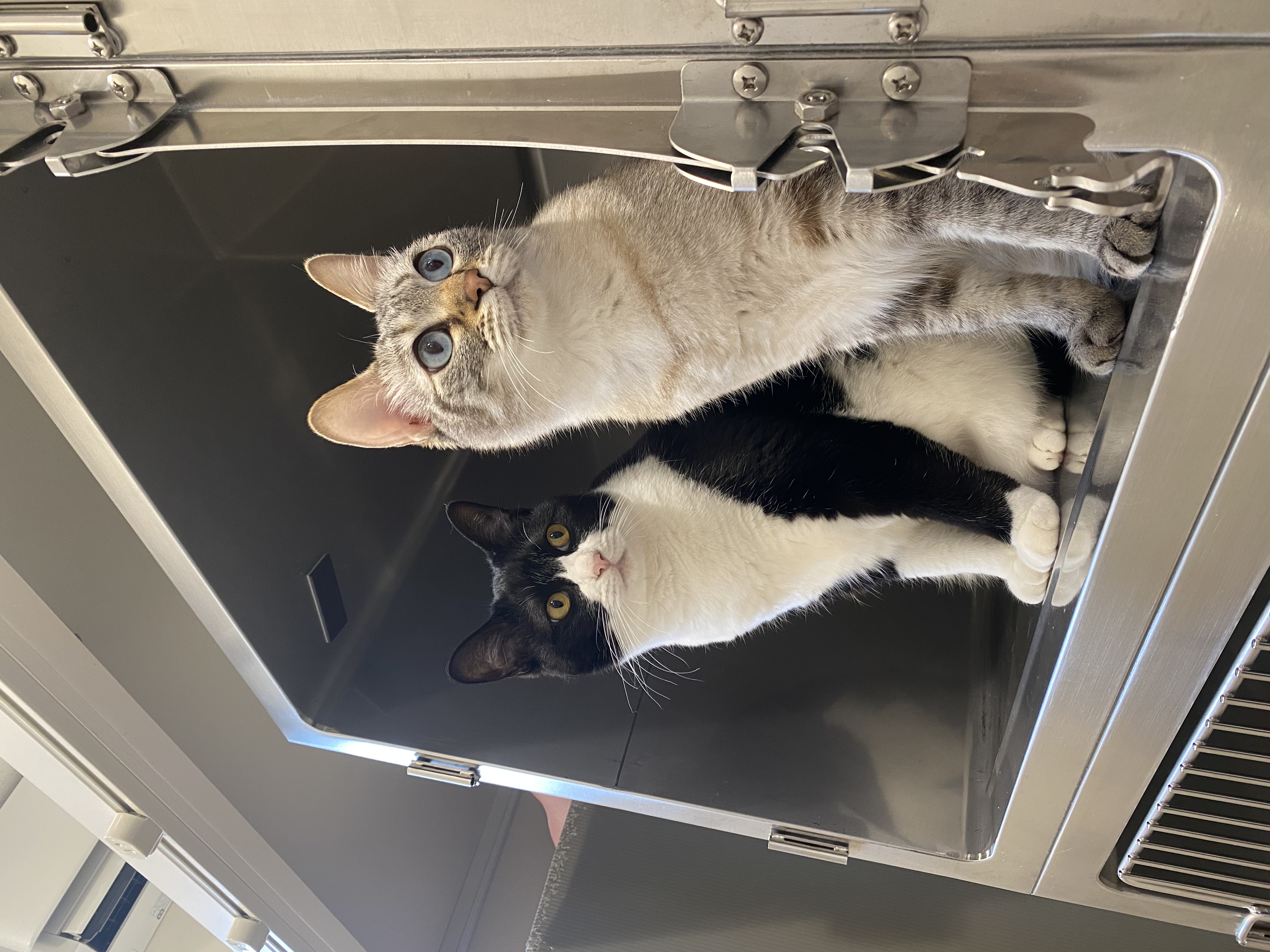 こちらをみている二匹の猫