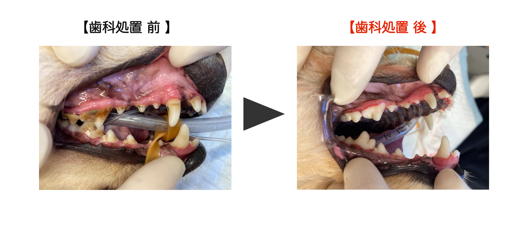 歯科処置前後の犬の口