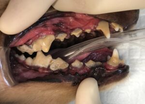 歯周病の犬の口