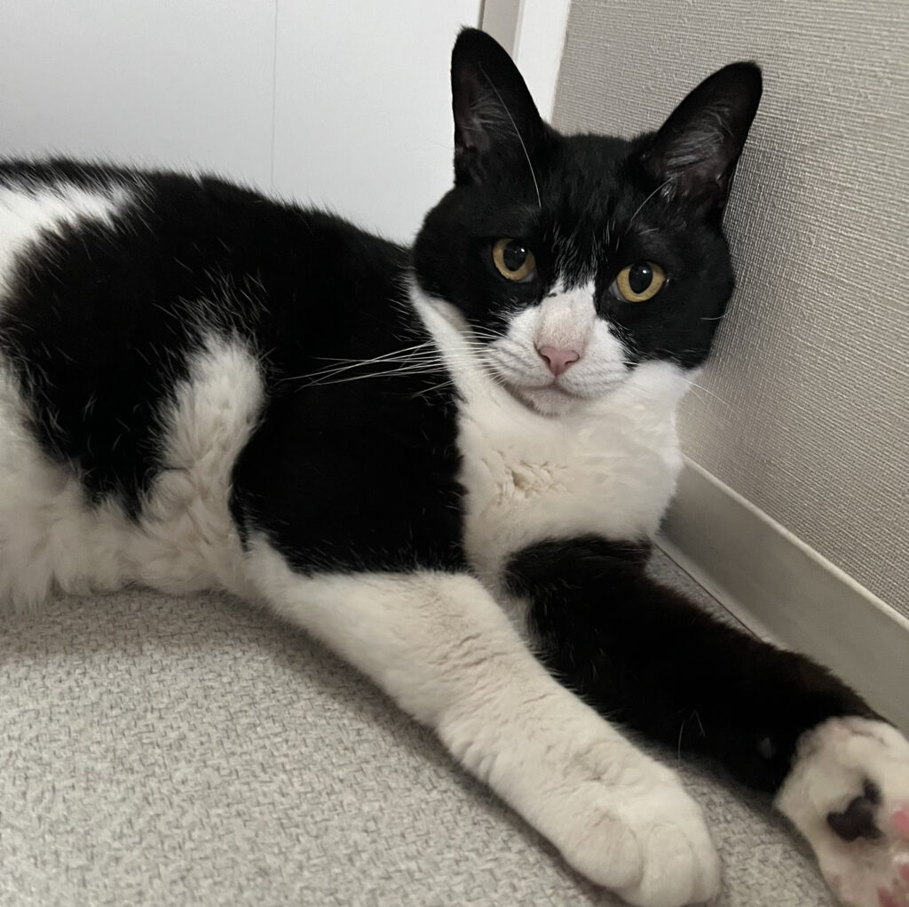 寝そべってこちらを見ている白黒猫