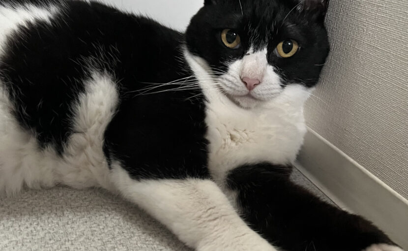 寝そべってこちらを見ている白黒猫