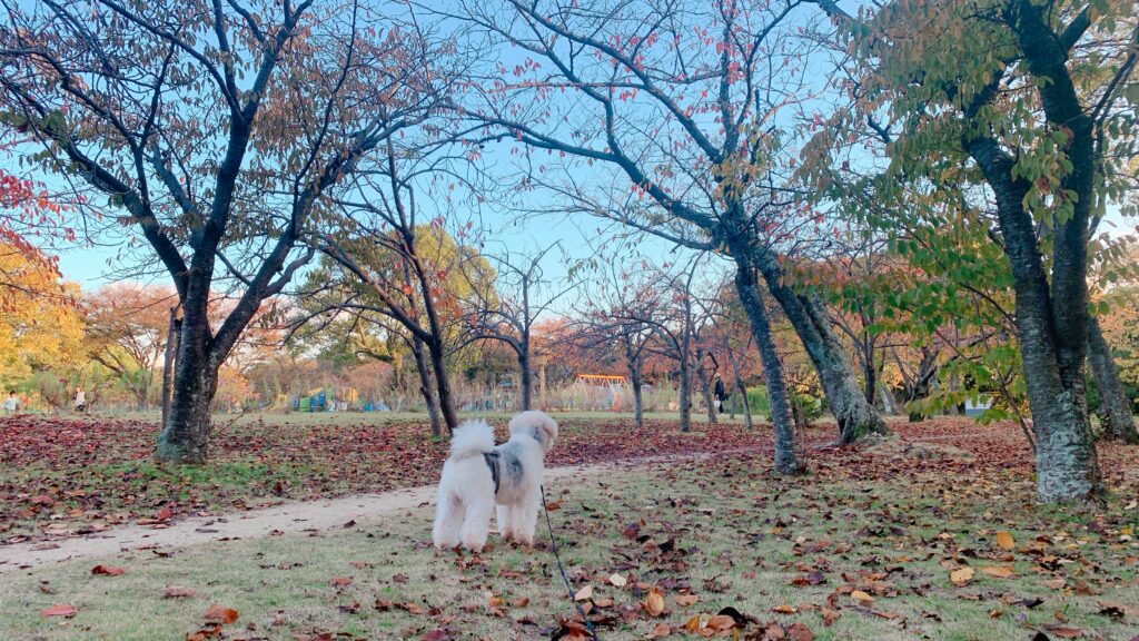 散歩している犬