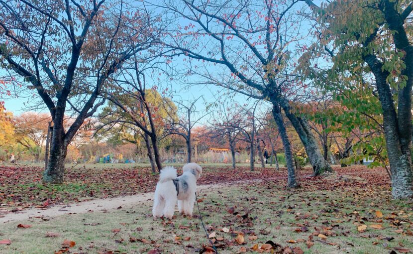 散歩している犬